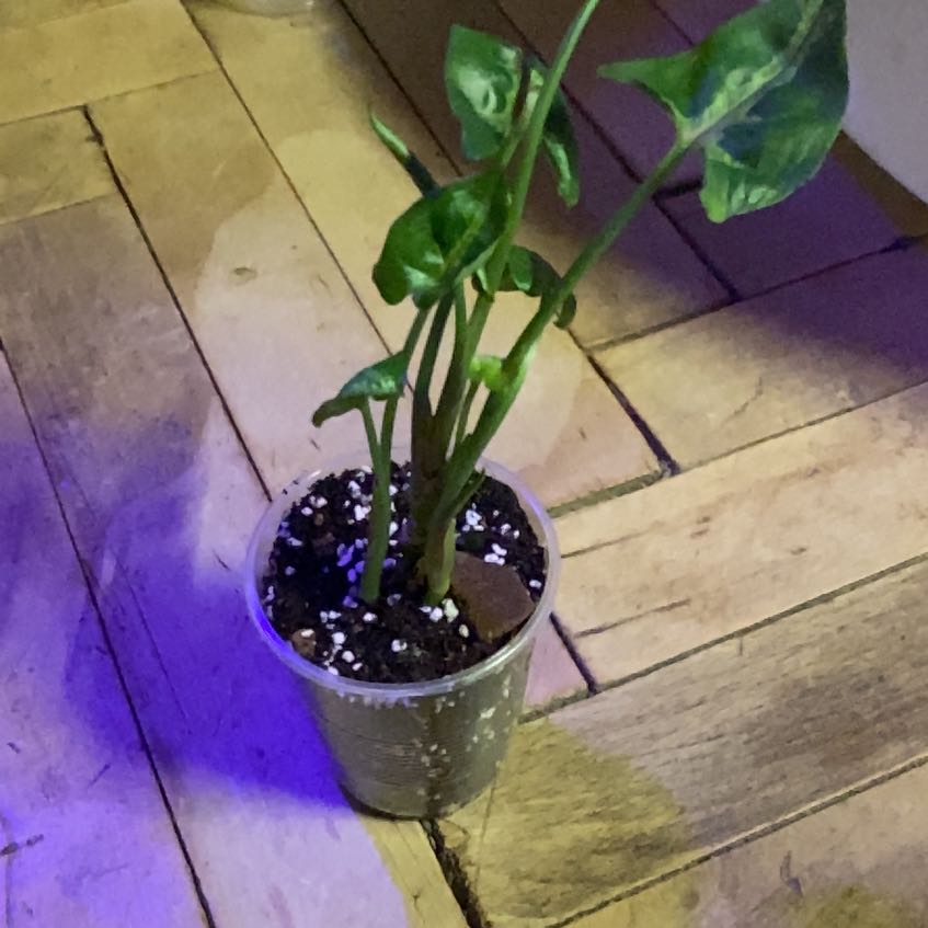 Photo of the plant species Syngonium podophyllum 'Christmas' by @NaturallyMaypop named Plato on Greg, the plant care app