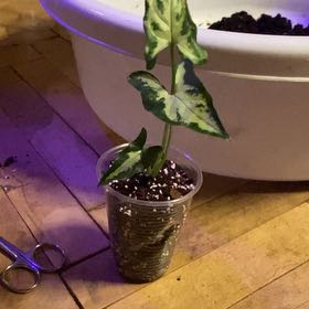 Photo of the plant species Syngonium angustatum by @NaturallyMaypop named Foxxy on Greg, the plant care app