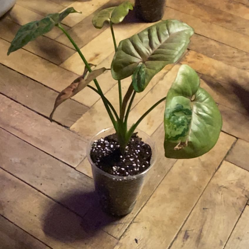 Photo of the plant species Pink Flecked Syngonium by @NaturallyMaypop named Bieber on Greg, the plant care app