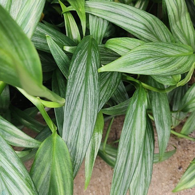 Photo of the plant species European White Hellebore by @BriskSeaoats7 named Taylor Swift on Greg, the plant care app