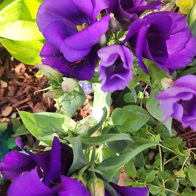 Photo of the plant species Showy Prairie Gentian by @BriskSeaoats7 named Sahara on Greg, the plant care app