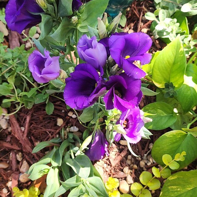 Photo of the plant species Showy Prairie Gentian by @BriskSeaoats7 named Clooney on Greg, the plant care app