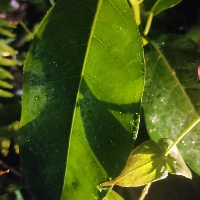 Photo of the plant species Octopus Tree by @BriskSeaoats7 named Denali on Greg, the plant care app