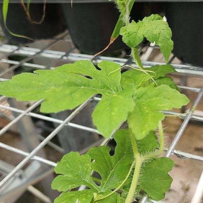 Photo of the plant species Bitter Melon by @BriskSeaoats7 named Nithin on Greg, the plant care app