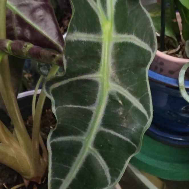 Photo of the plant species Arum Italicum by @BriskSeaoats7 named Delilah on Greg, the plant care app