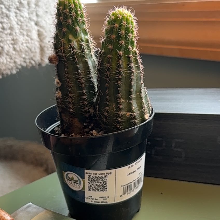 Photo of the plant species Echinopsis 'Marte' by @PlayfulLilac24 named Apollo on Greg, the plant care app