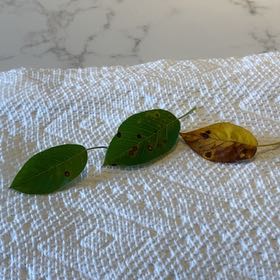 Photo of the plant species Serviceberry by @SirAlbo35 named Remington on Greg, the plant care app