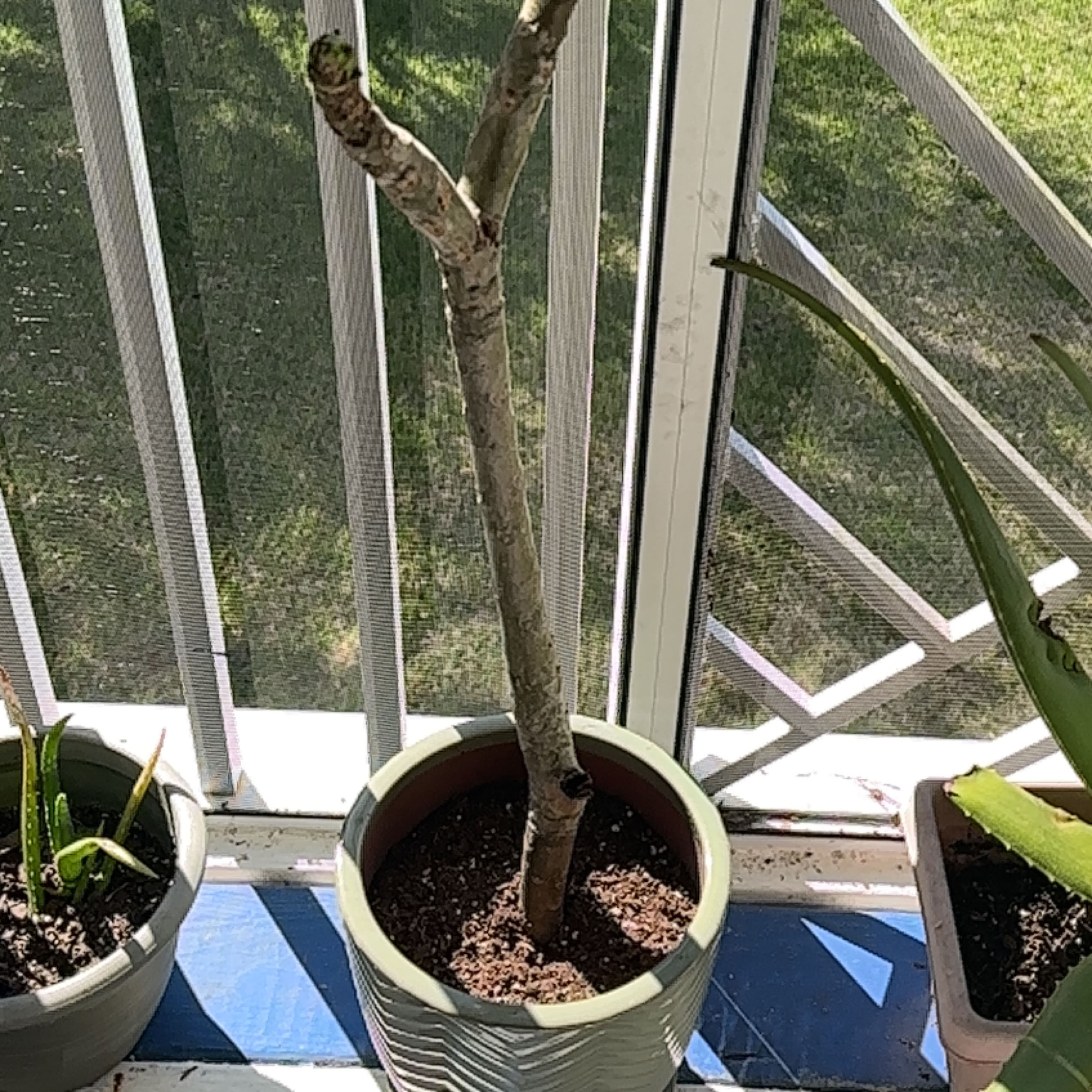 Potted Red Frangipani with bare stem near a window, no visible leaves or flowers.