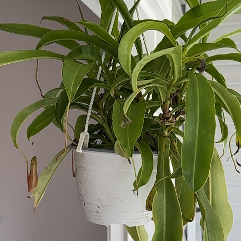 Tropical Pitcher Plant in a white hanging pot with some browning leaf tips.