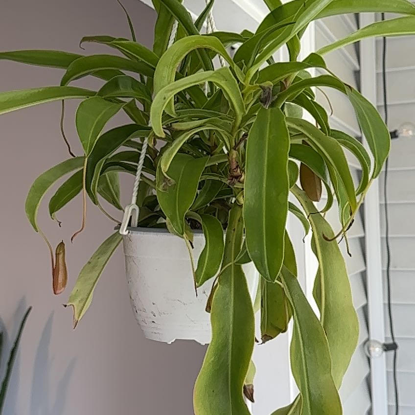 Tropical Pitcher Plant in a white hanging pot with some yellowing and browning leaves.