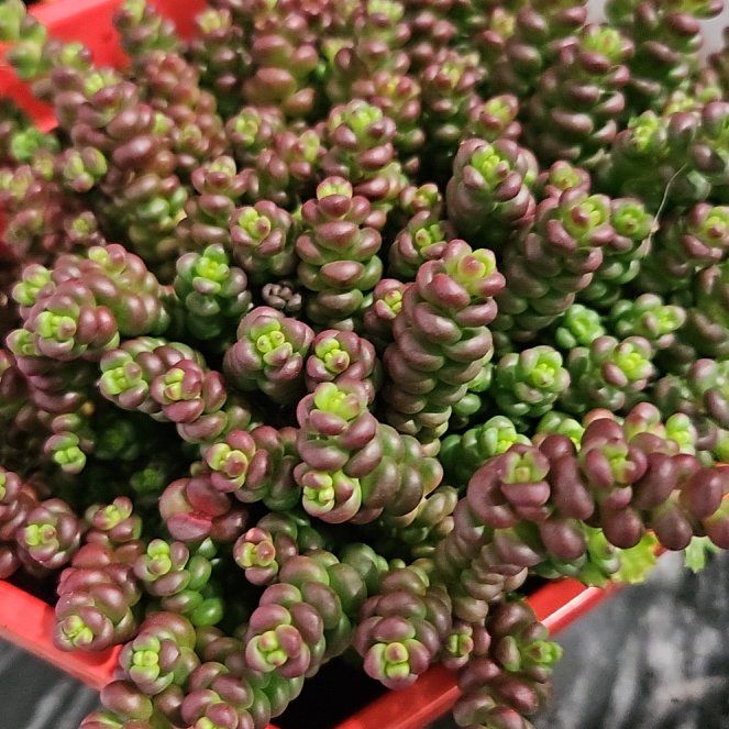 Photo of the plant species Spreading Stonecrop by @JubilantPhlox95 named Clooney on Greg, the plant care app