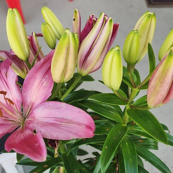Photo of the plant species Tiny Diamond Asiatic Lily by @emullins named Lily on Greg, the plant care app