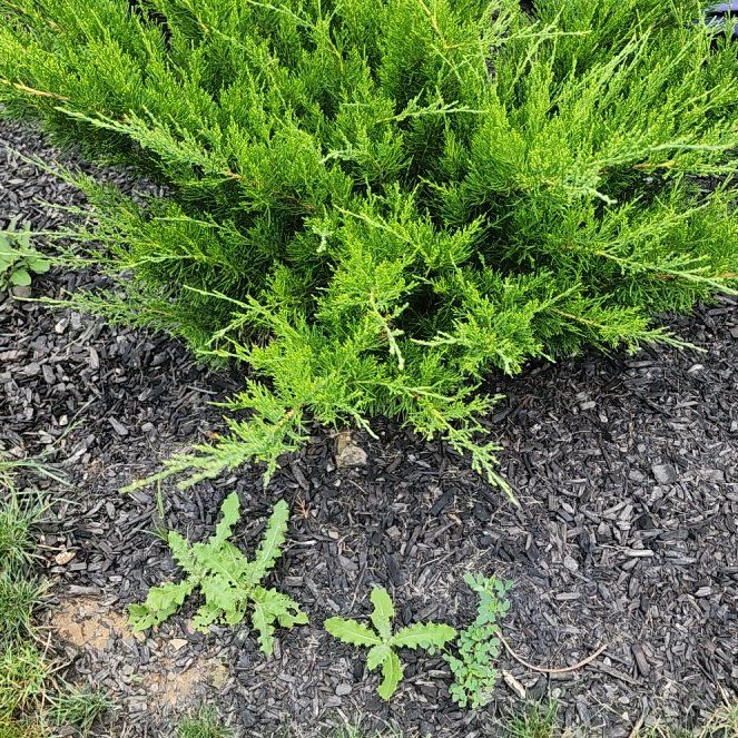 Photo of the plant species Savin Juniper by @emullins named Sage on Greg, the plant care app