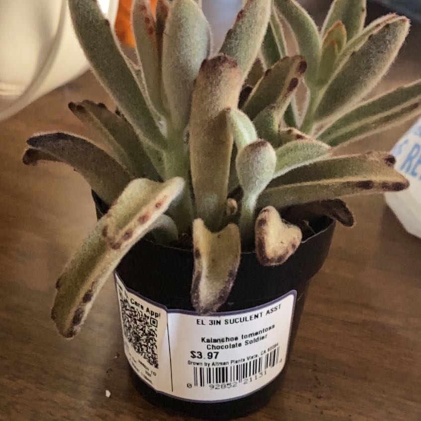 Photo of the plant species Chocolate Soldier Panda Plant by @AcePeanut74 named White chocolate on Greg, the plant care app