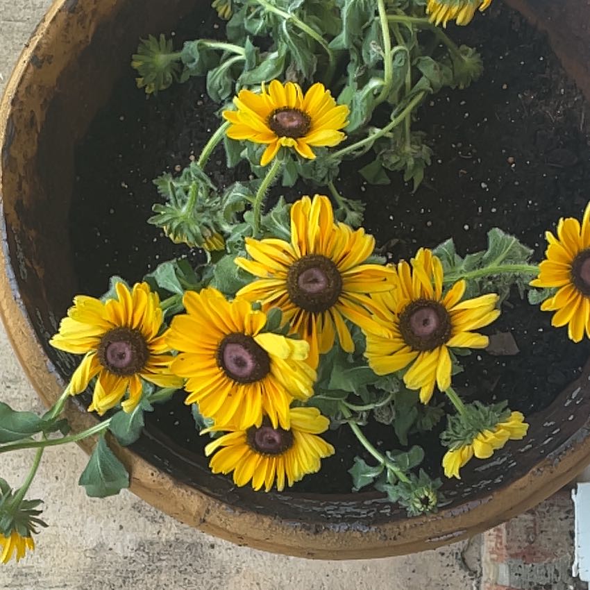 Photo of the plant species Rudbeckia 'Ruby Ruby' by @ImpishHappyleaf named Prince on Greg, the plant care app