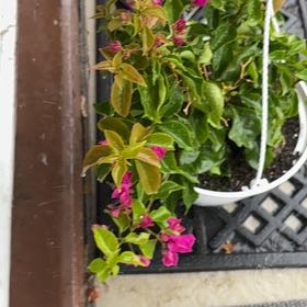 Photo of the plant species Torch Glow Bougainvilla by @GallantRedflax6 named Nithin on Greg, the plant care app