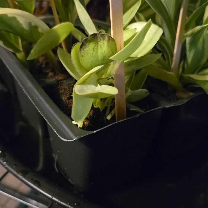 Photo of the plant species Bearsfoot Hellebore by @MarkedAcajou87 named Bieber on Greg, the plant care app