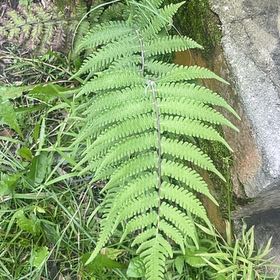 Photo of the plant species Thelypteris Kunthii by @LillyRose111 named Homer on Greg, the plant care app