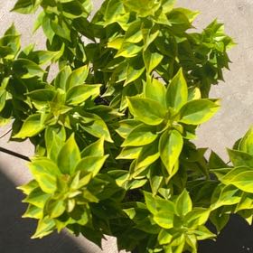 Photo of the plant species Bougainvillea Pixie Queen Dwarf by @ShiningTukauki named Einstein on Greg, the plant care app