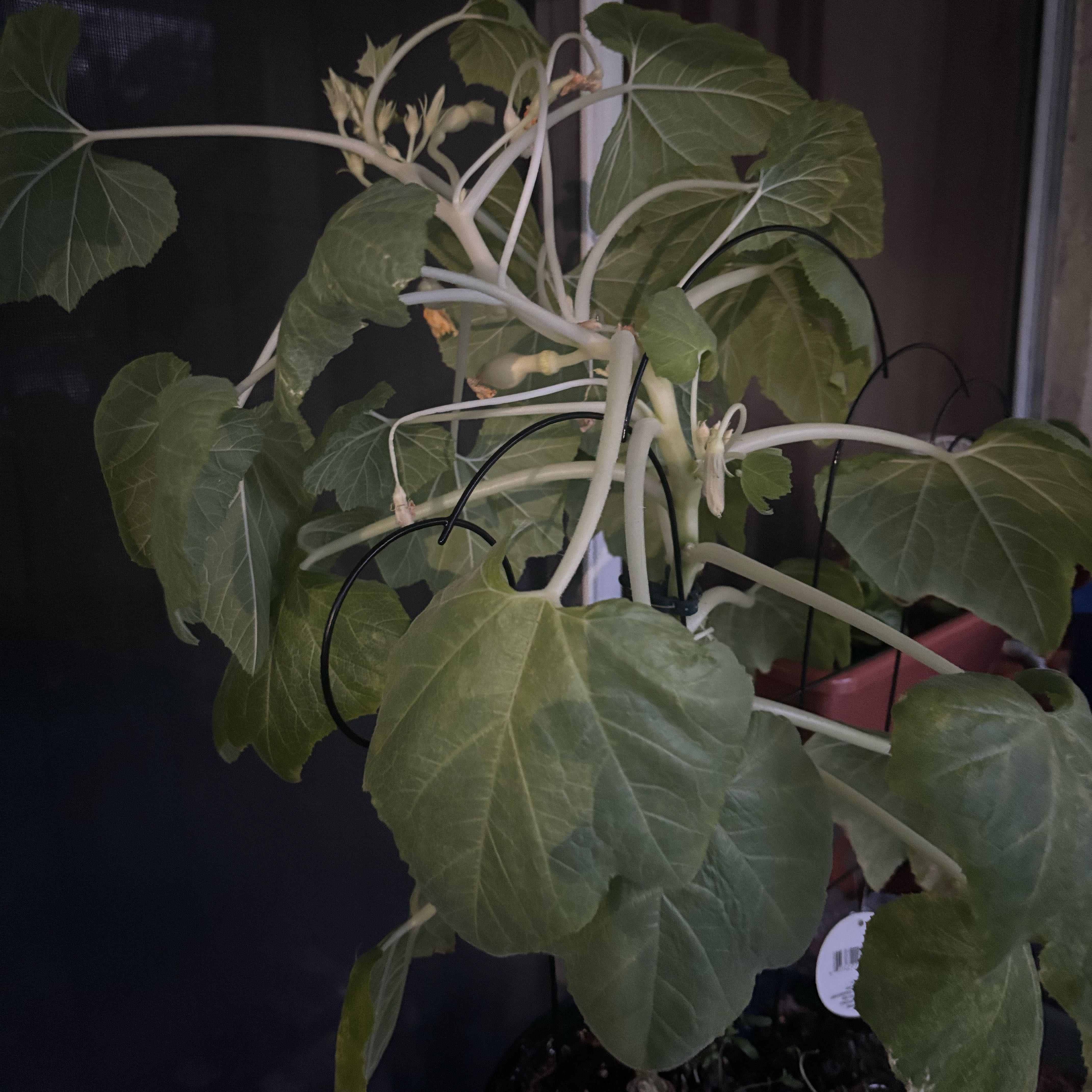 Photo of the plant species Butternut Squash by @PetWarnockia91 named Remington on Greg, the plant care app