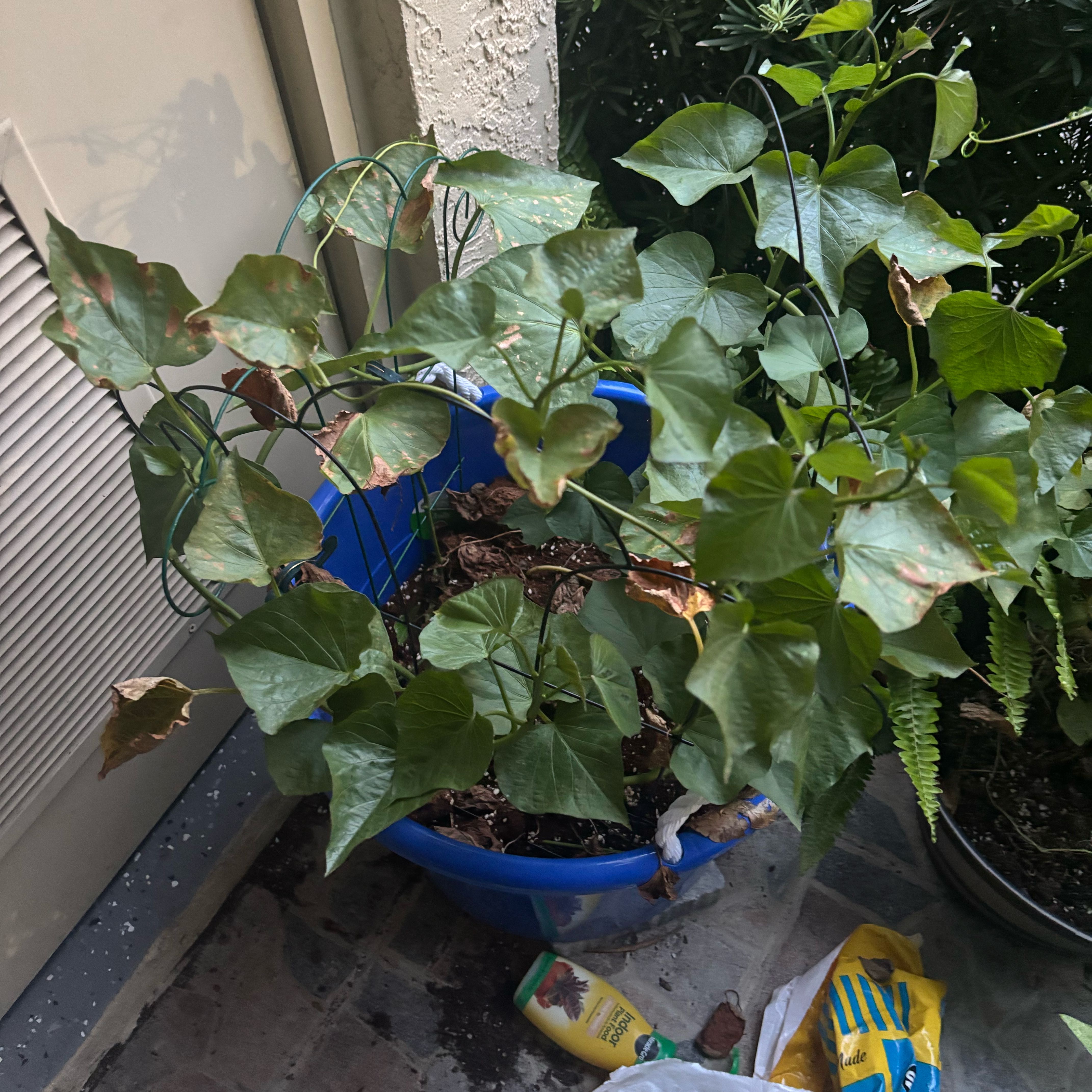 Photo of the plant species Wild Sweet Potato by @PetWarnockia91 named Sol on Greg, the plant care app