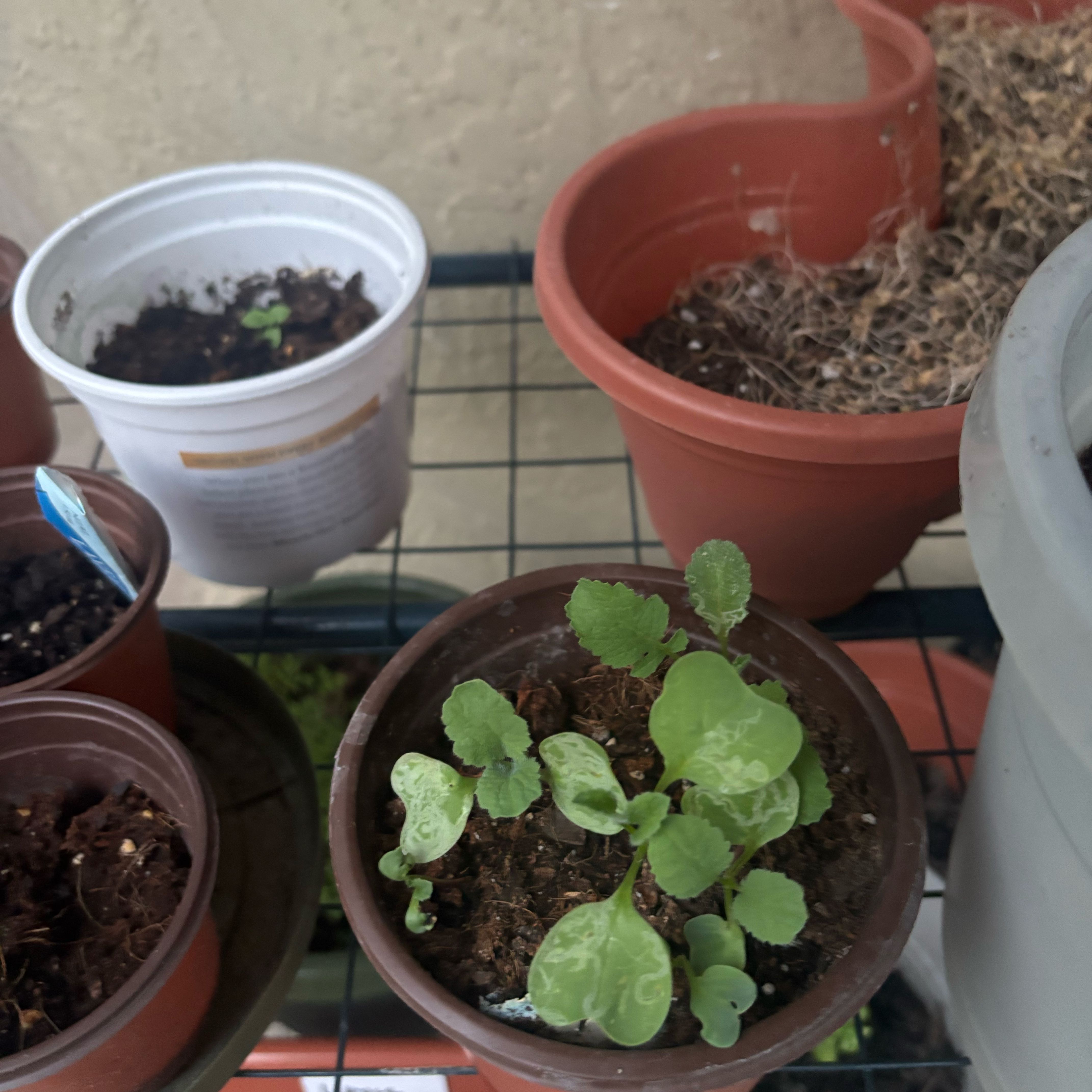 Photo of the plant species French Breakfast Radish by @PetWarnockia91 named Pax on Greg, the plant care app