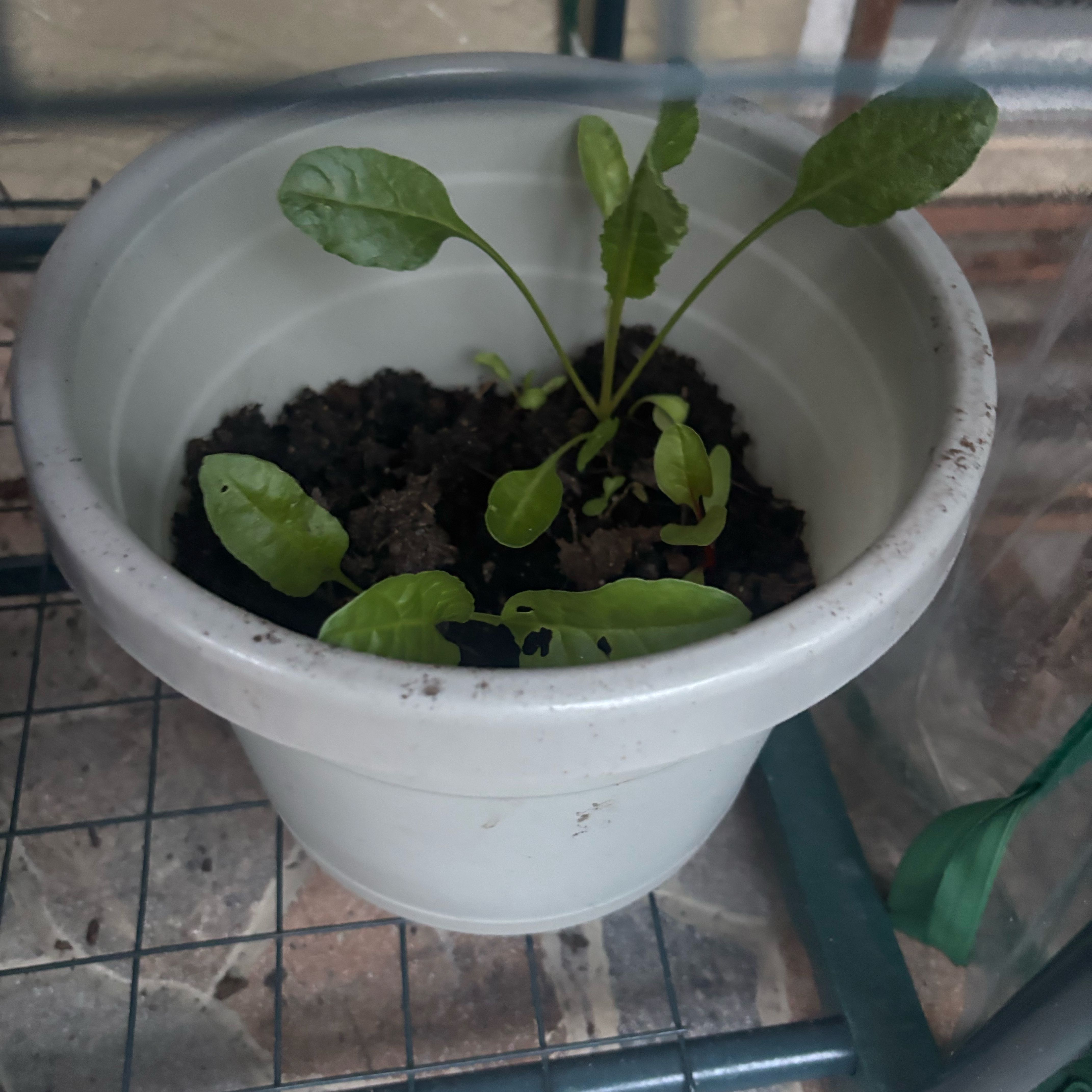 Photo of the plant species Swiss Chard by @PetWarnockia91 named Denali on Greg, the plant care app