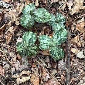Photo of the plant species Prairie Trillium by @CMgreenthumb15 named Miley on Greg, the plant care app
