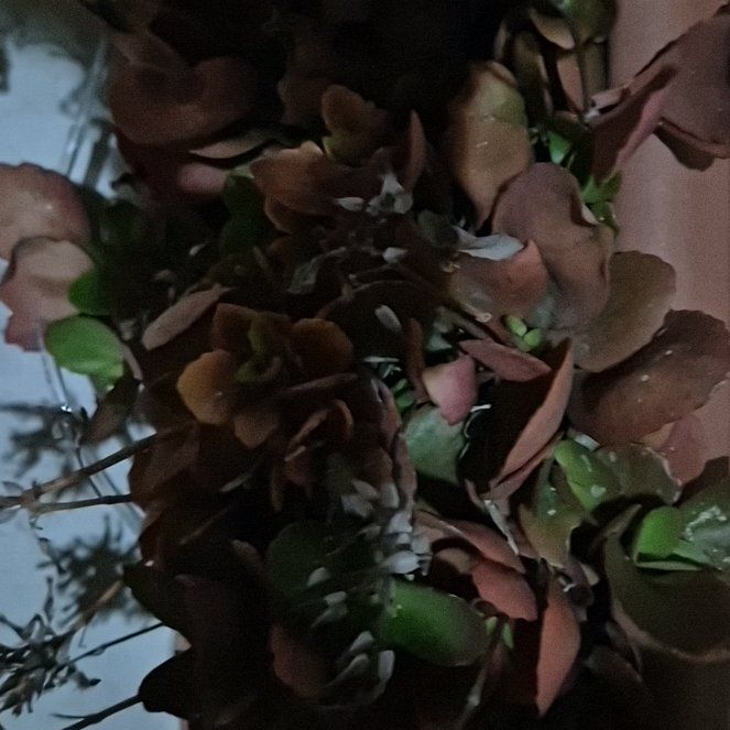 Photo of the plant species Manila Tamarind by @ExactSwitchcane named Athena on Greg, the plant care app