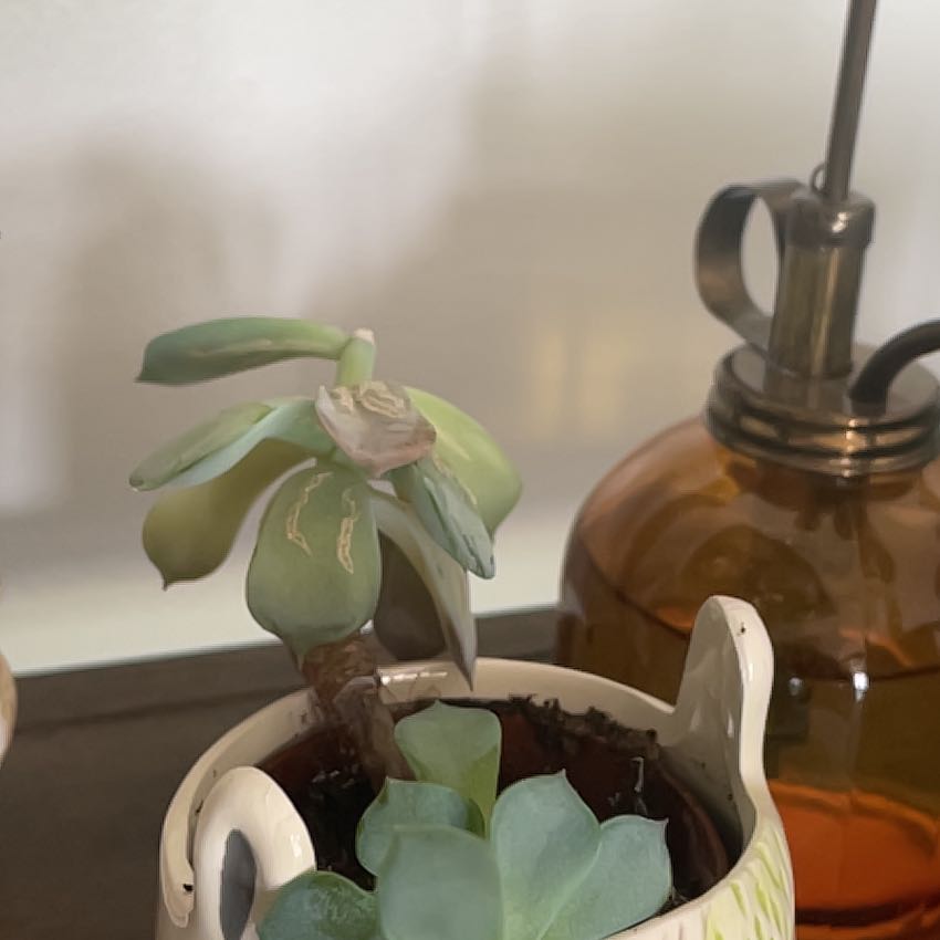 Photo of the plant species Snowdrop by @PoetBaywillow34 named Elina on Greg, the plant care app