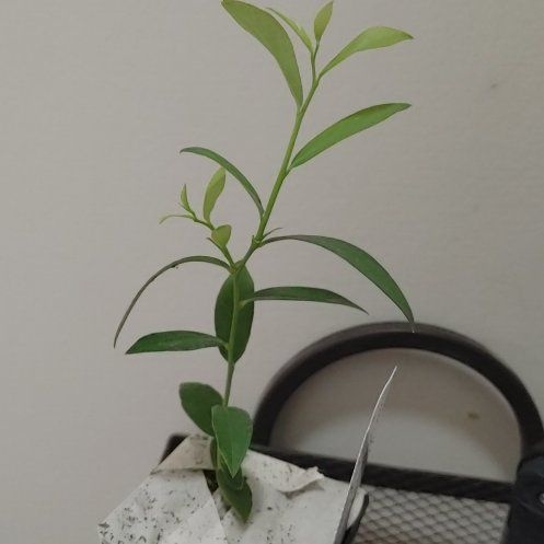 Photo of the plant species Pink Lemonade Blueberry Bush by @PlayfulRedlog38 named Tolkien on Greg, the plant care app