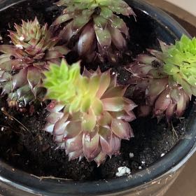Photo of the plant species Asst Succulent by @RadBelleblue41 named Gates on Greg, the plant care app