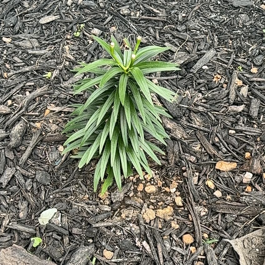 Photo of the plant species Lilium 'Tiny Invader' by @WillKentiapalm named Terra on Greg, the plant care app