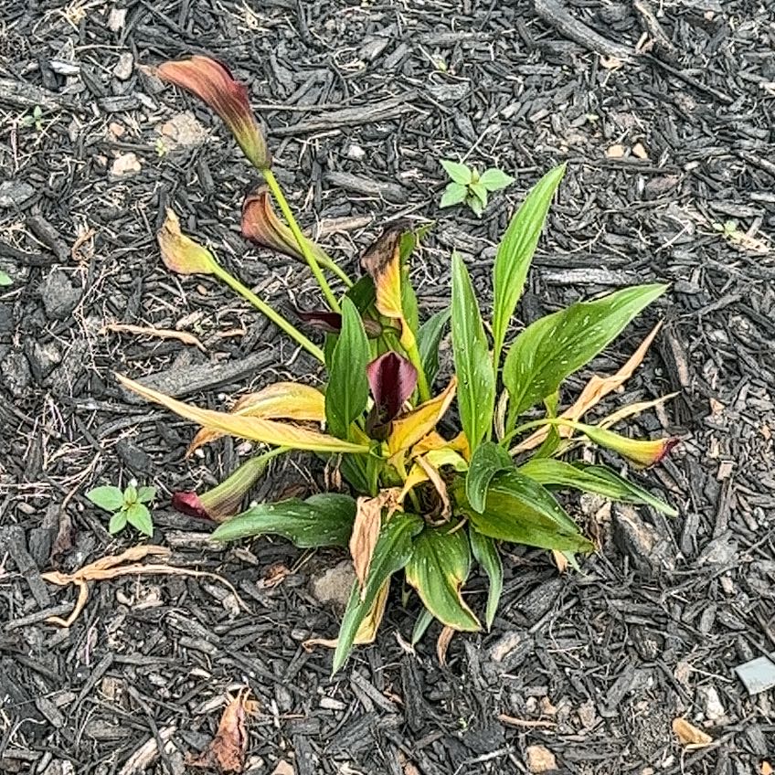 Photo of the plant species Zantedeschia 'Canberra' by @WillKentiapalm named Denali on Greg, the plant care app