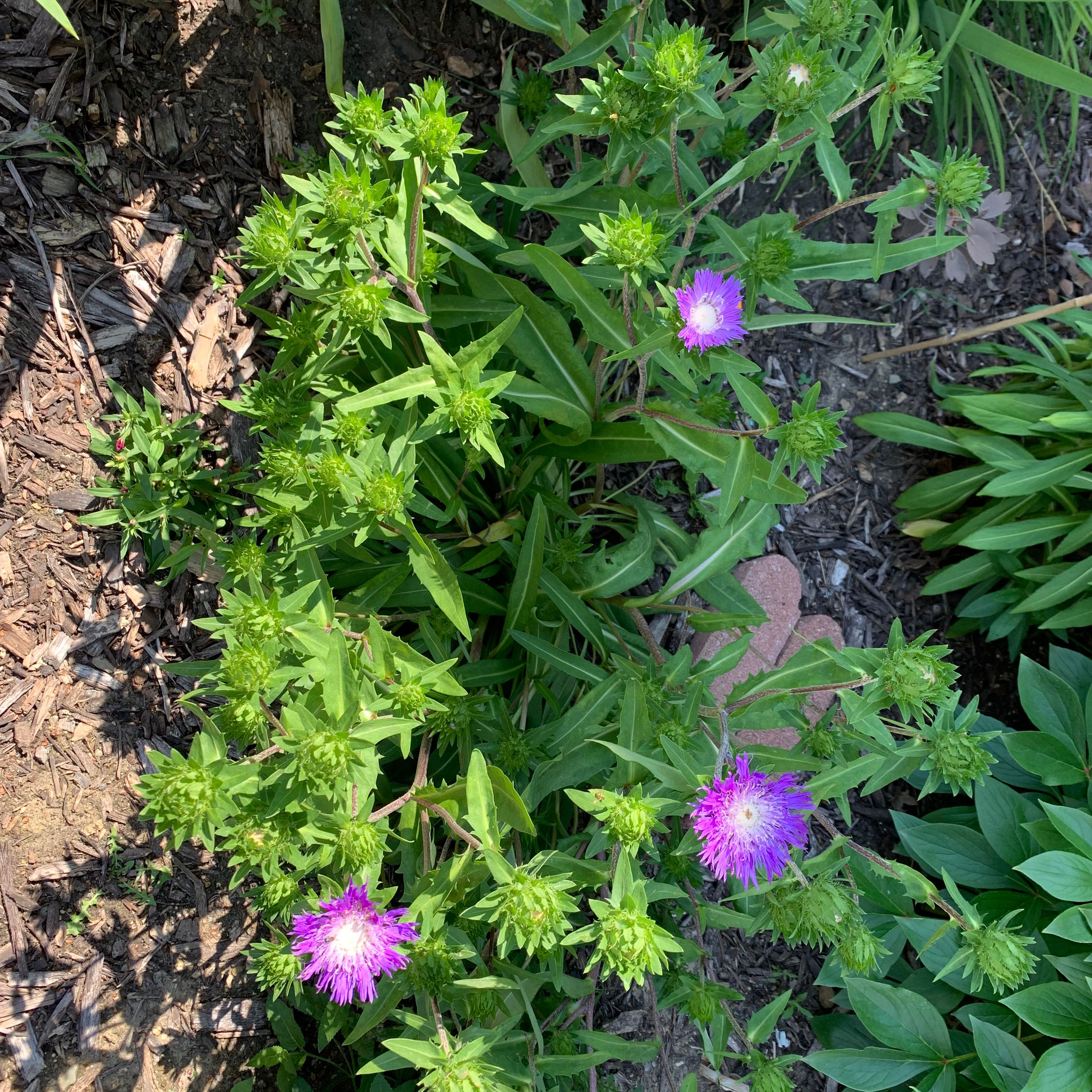 Photo of the plant species Stokes' Aster by @NewCostmary81 named Aria on Greg, the plant care app