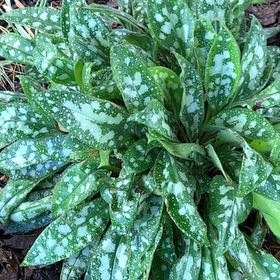 Photo of the plant species Narrow-Leaf Lungwort by @NewCostmary81 named Kendall on Greg, the plant care app