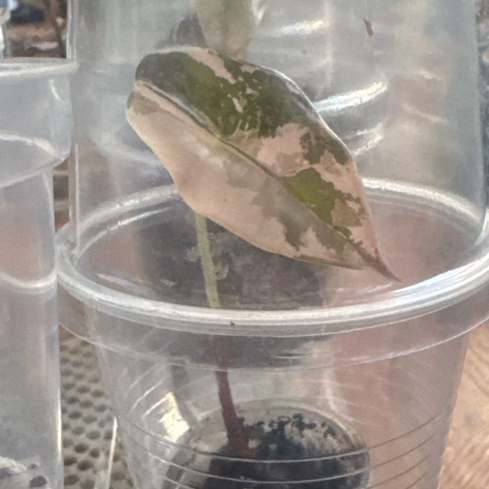 Photo of the plant species Alocasia Chantrieri Pink by @Buttzilla named Chan on Greg, the plant care app