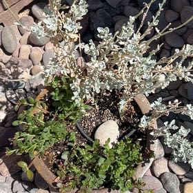 Photo of the plant species Desert Marigold by @CoolBlue38 named Desert Marigold on Greg, the plant care app