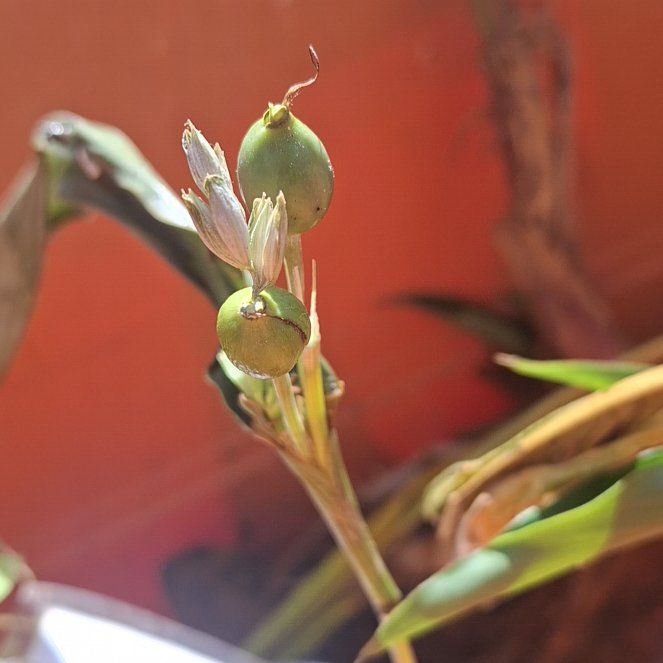 Photo of the plant species Job's Tears by @RadAirplant77 named Osmo on Greg, the plant care app