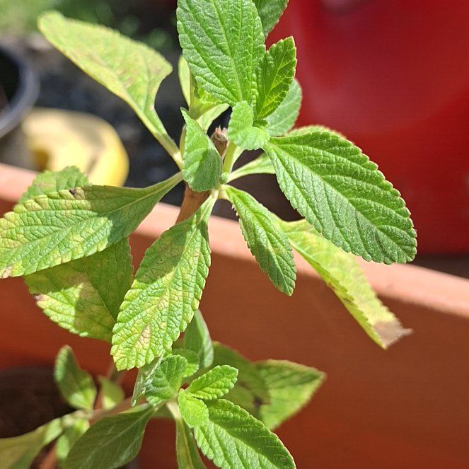 Photo of the plant species Lippia origanoides by @RadAirplant77 named Delilah on Greg, the plant care app