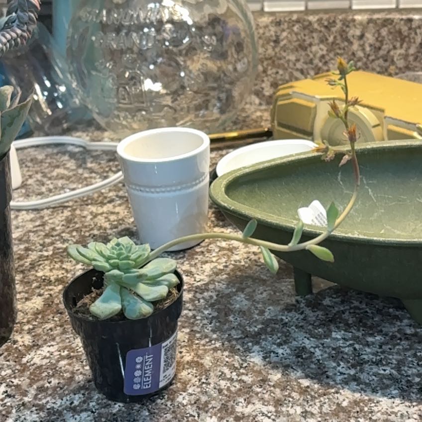 Photo of the plant species Echeveria Ruby Kissed by @FavoredPinoak38 named Navajo on Greg, the plant care app
