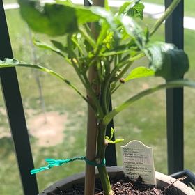Photo of the plant species Banana Pepper by @SultryArugula29 named Marley on Greg, the plant care app