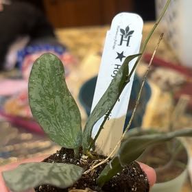 Photo of the plant species Hoya sigillatis silver by @ImmortalMostii named Terra on Greg, the plant care app