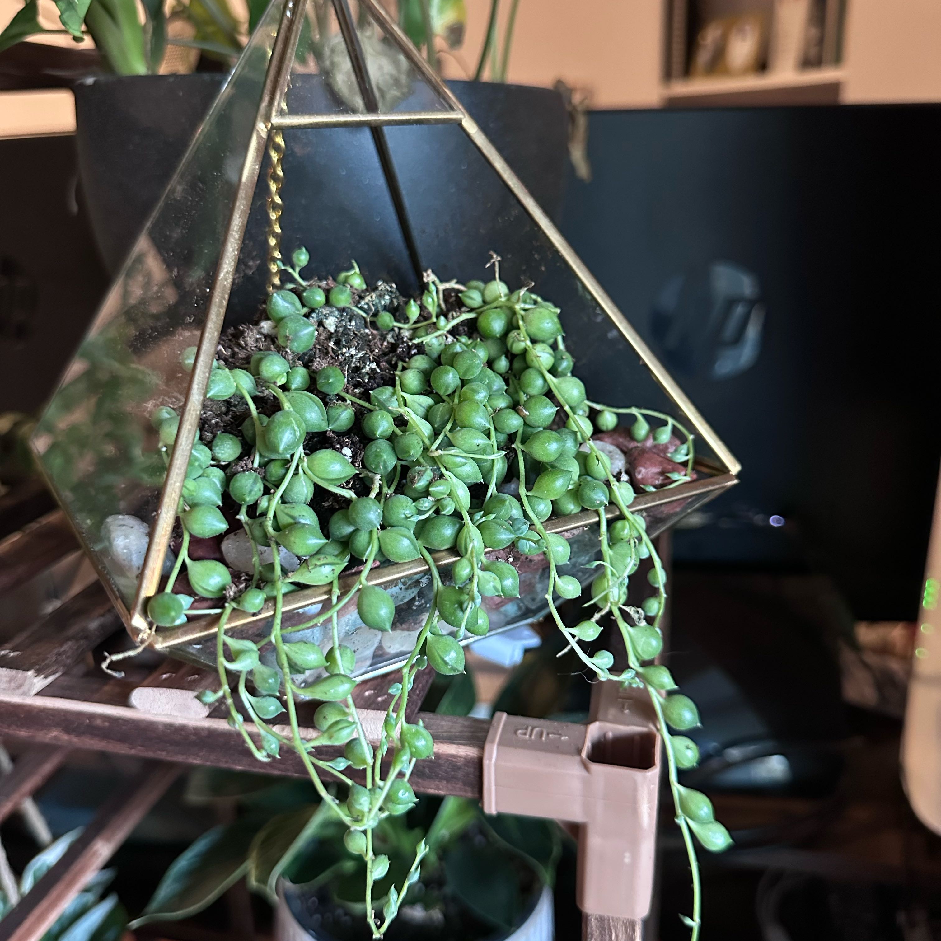 Photo of the plant species String of Beads 'Album' by @FamedCarrot67 named Daphne on Greg, the plant care app