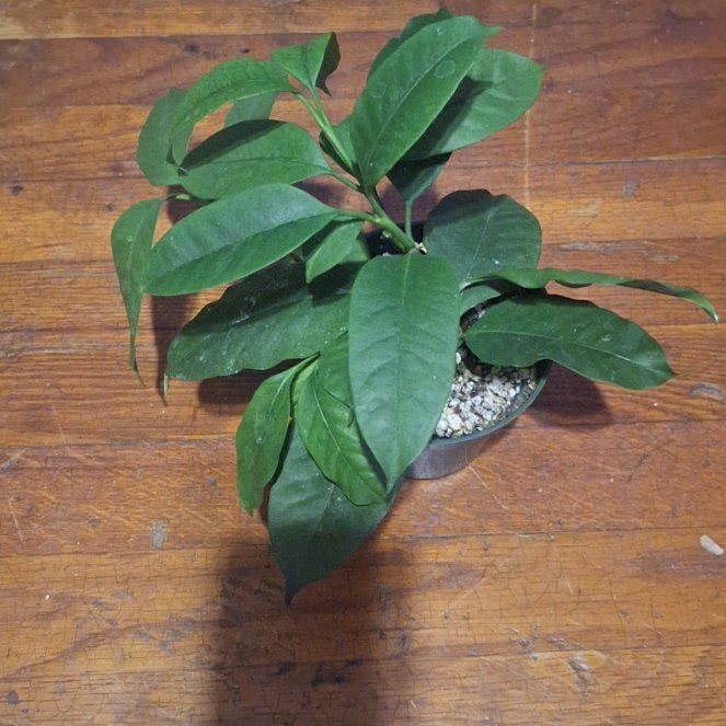 Photo of the plant species Shooting Stars Wax Plant by @HeadCorn24 named Dolores on Greg, the plant care app