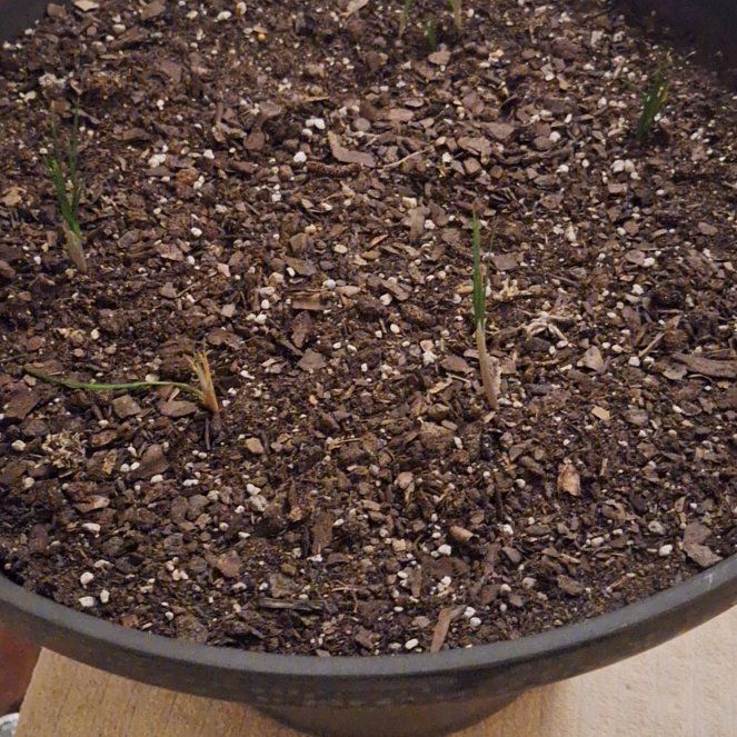Photo of the plant species saffron crocus by @HeadCorn24 named James Dean on Greg, the plant care app