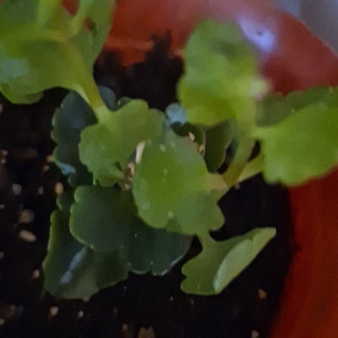 Photo of the plant species American Golden Saxifrage by @JollyBasil51 named Muhammad Ali on Greg, the plant care app