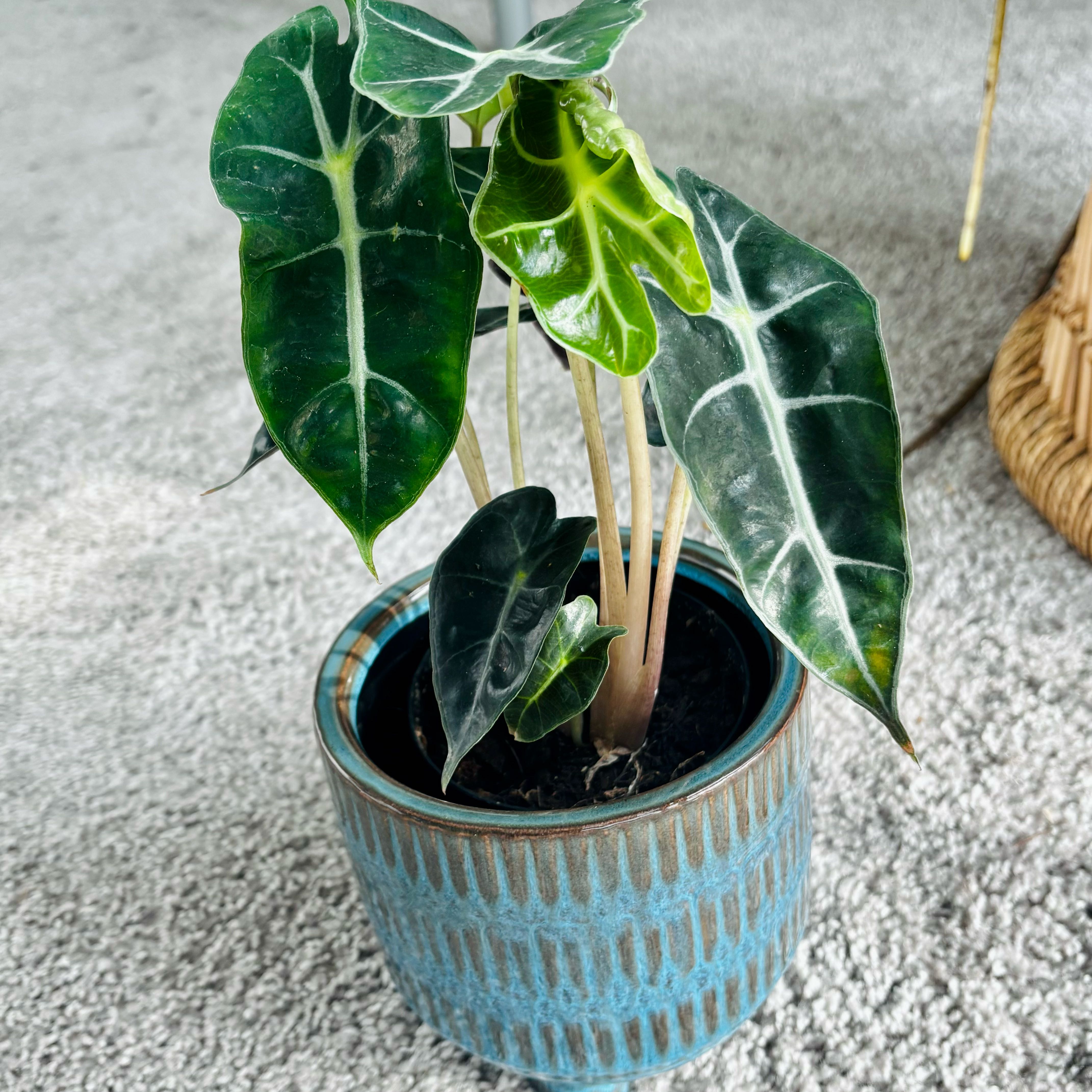 Photo of the plant species Alocasoia Amazonica 'Polly' by @DeluxeAloeguido named Polly on Greg, the plant care app