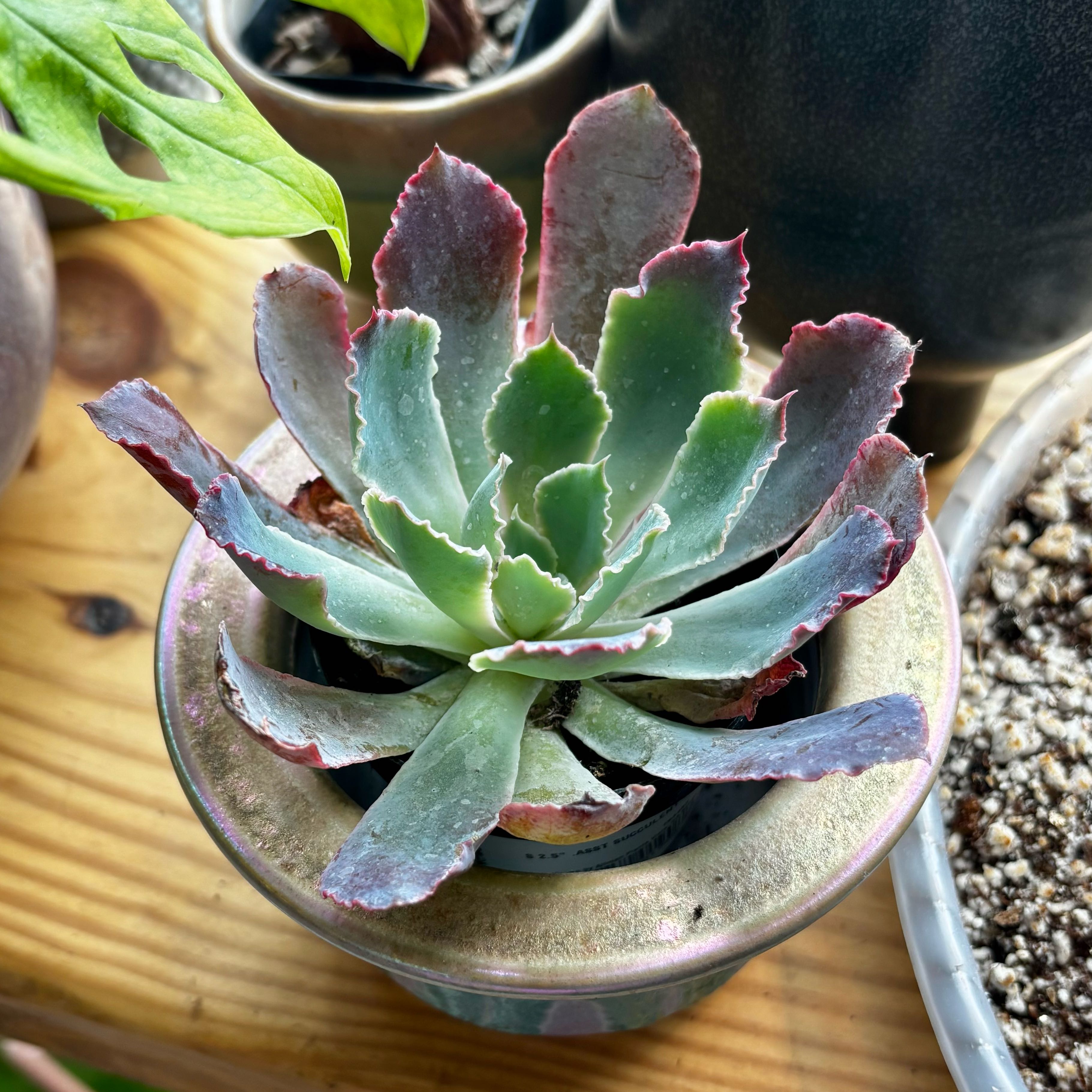 Photo of the plant species Echeveria by @DeluxeAloeguido named Pixel on Greg, the plant care app