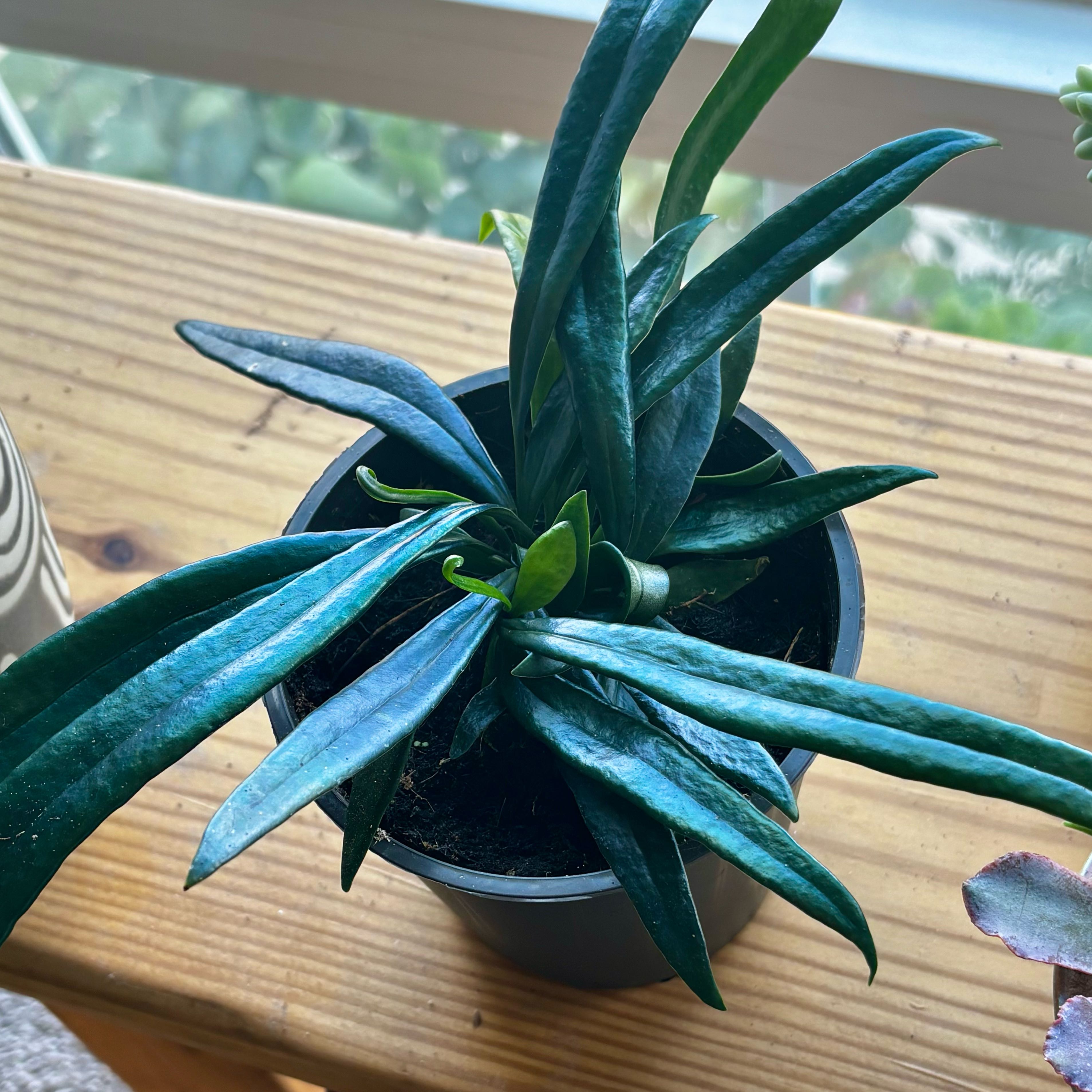 Photo of the plant species Blue Oil Fern by @DeluxeAloeguido named Moon on Greg, the plant care app